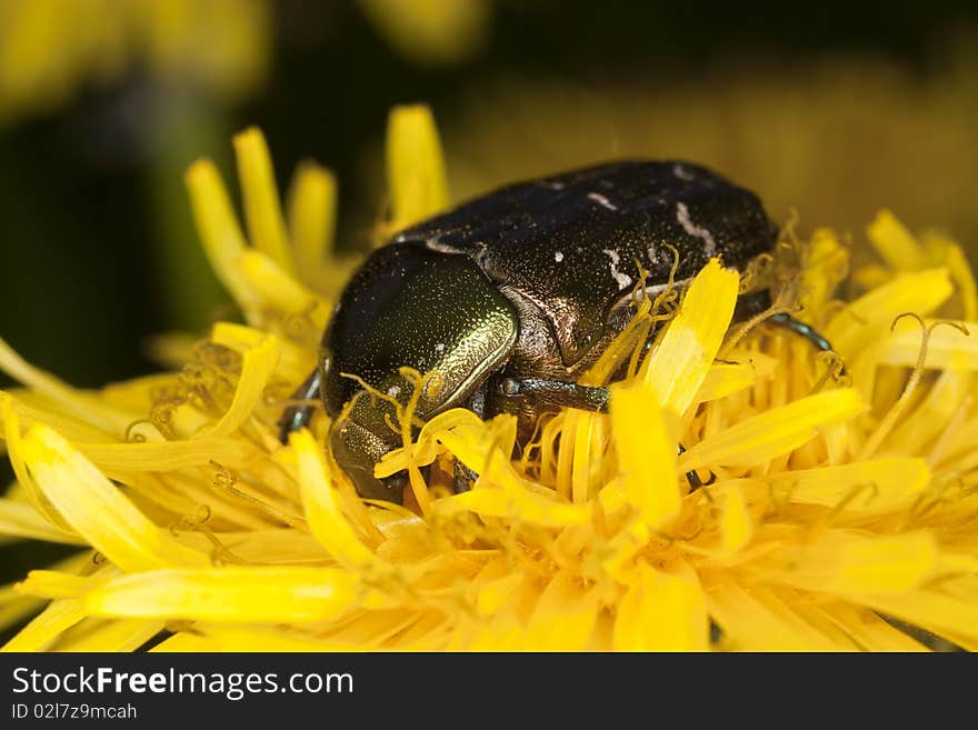 Rose chafer (Potosia cuprea) feeding on a dandelion.