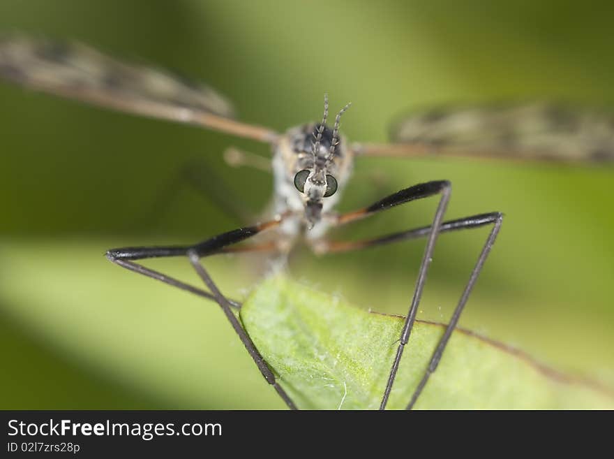 Extreme close-up of a craneflie. Extreme close-up of a craneflie.