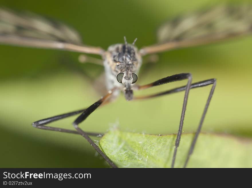 Extreme close-up of a craneflie. Extreme close-up of a craneflie.