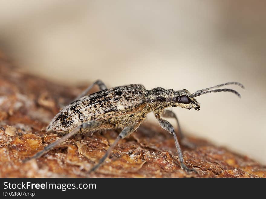 Blackspotted pliers support beetle sitting on wood.