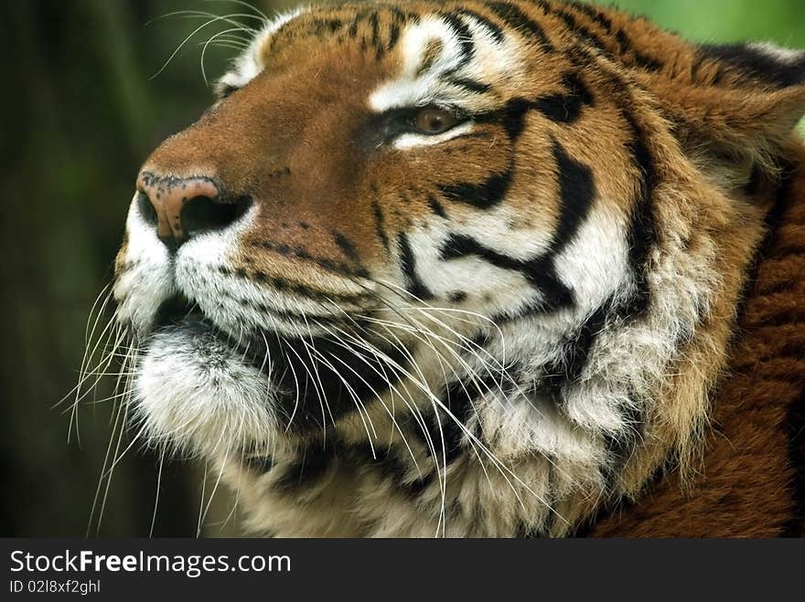 Attentive Tiger