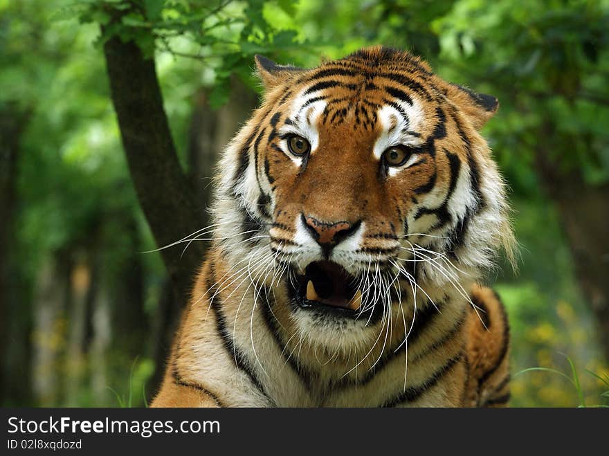 Annoyed Bengal Tiger