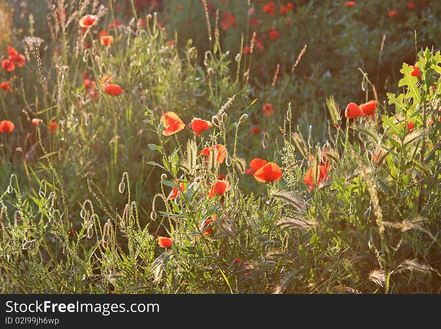 Light falling over a field with poppy flowers