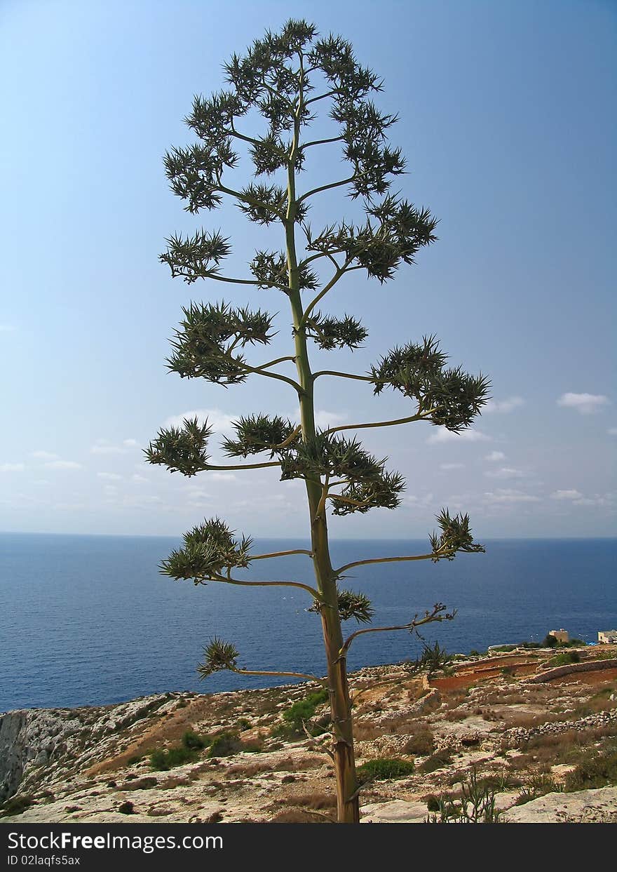 Maltese tree