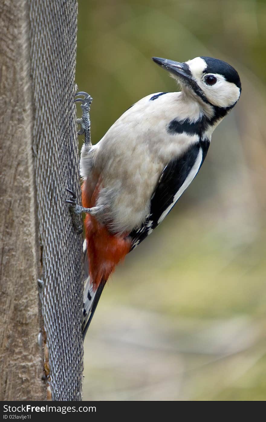 Great Spotted Woodpecker (Dendrocopos major)