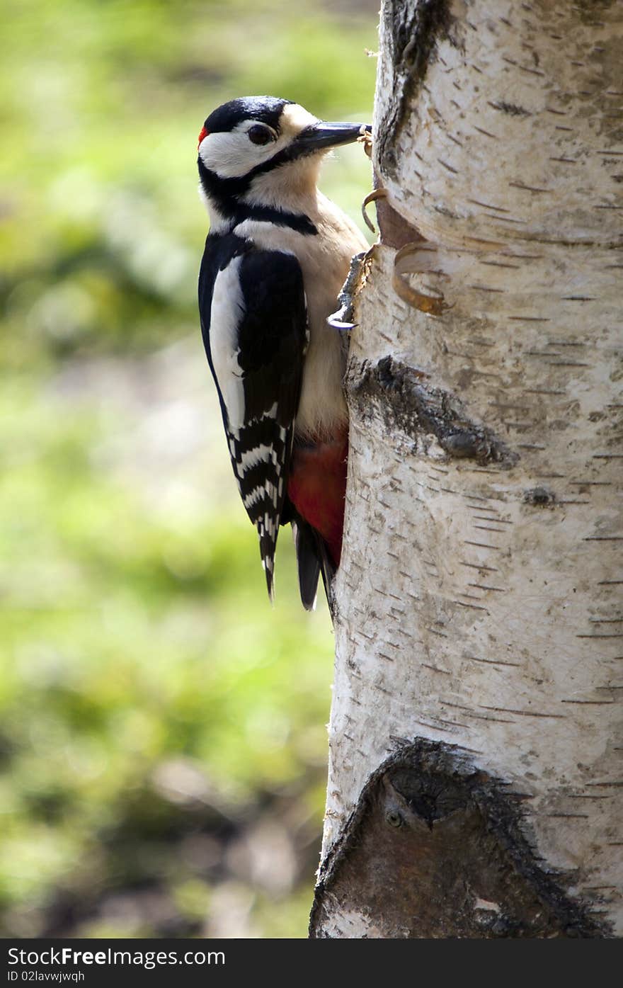 Great Spotted Woodpecker (Dendrocopos major)