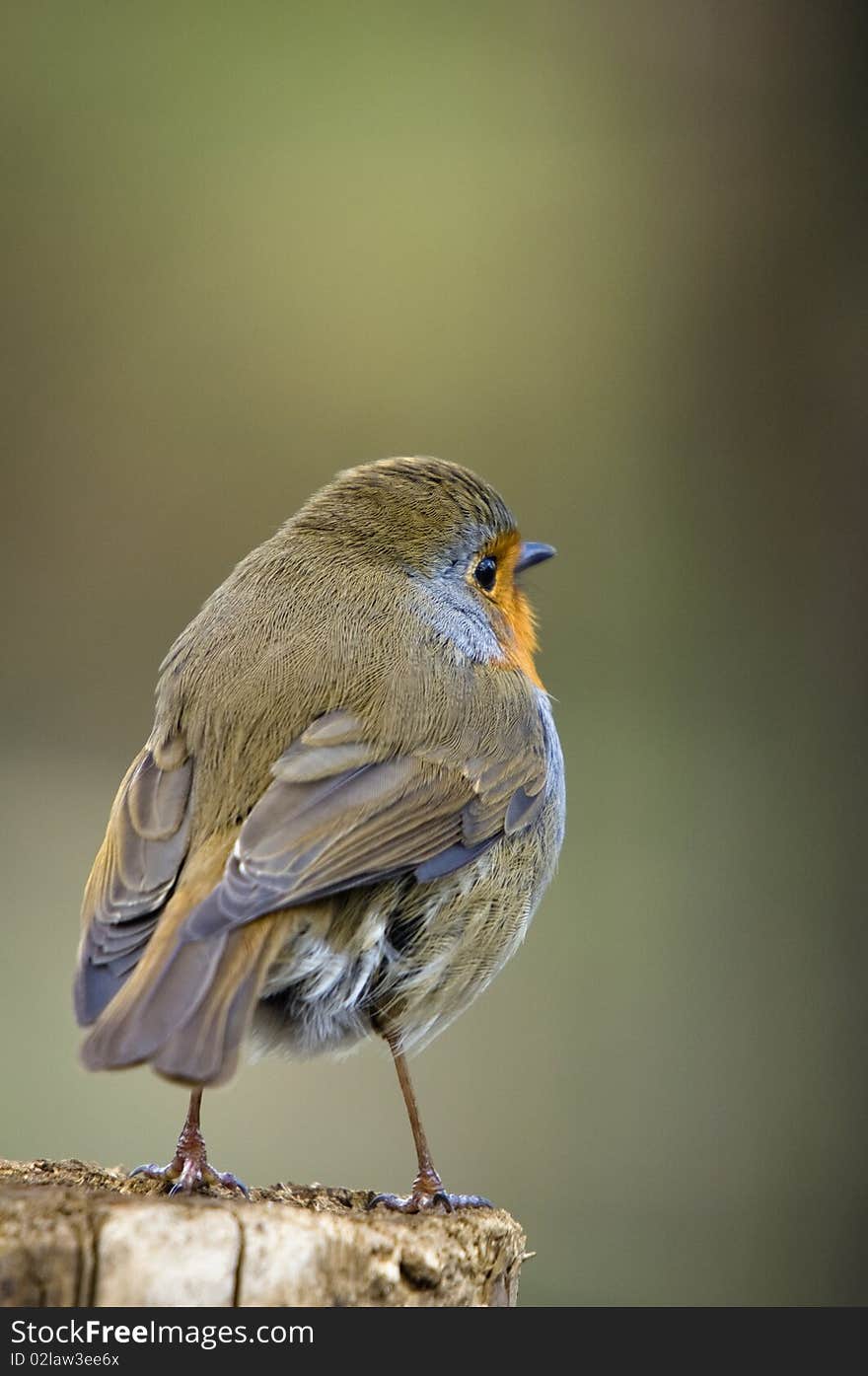 Robin (Erithacus rubecula)