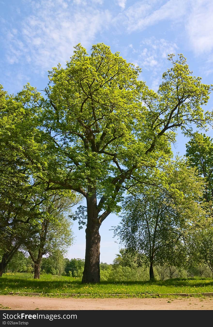 Green oak tree in city park