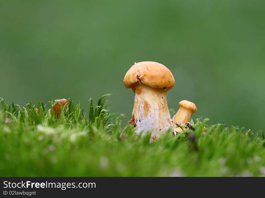 Two yellow mushrooms in the moss