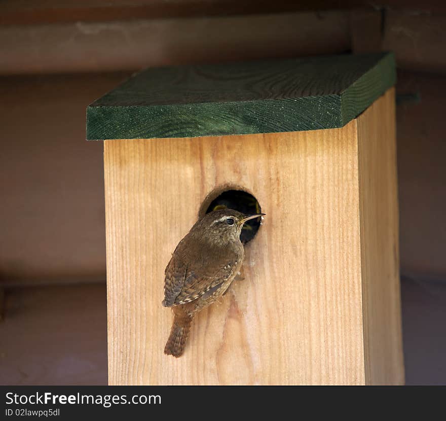 Wren (Troglodytes troglodytes)