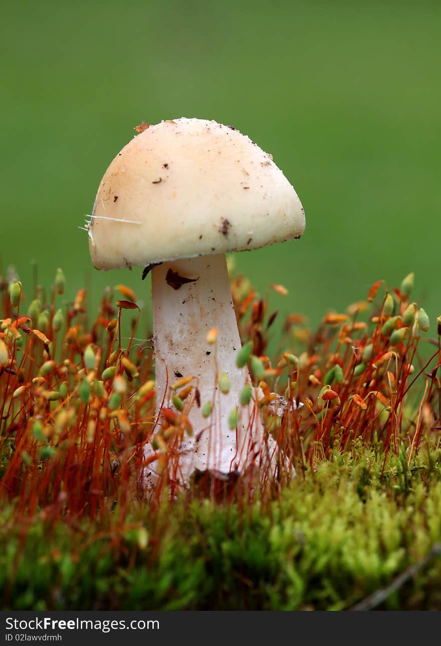 Mushroom - white toadstool in moss