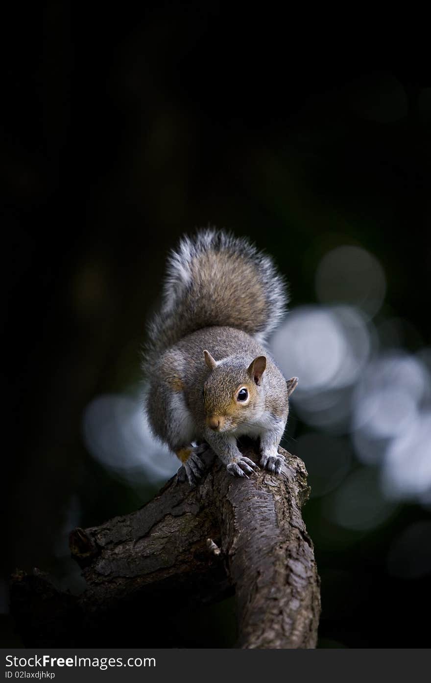 A Grey Squirrel Sat On A Tree Branch. A Grey Squirrel Sat On A Tree Branch