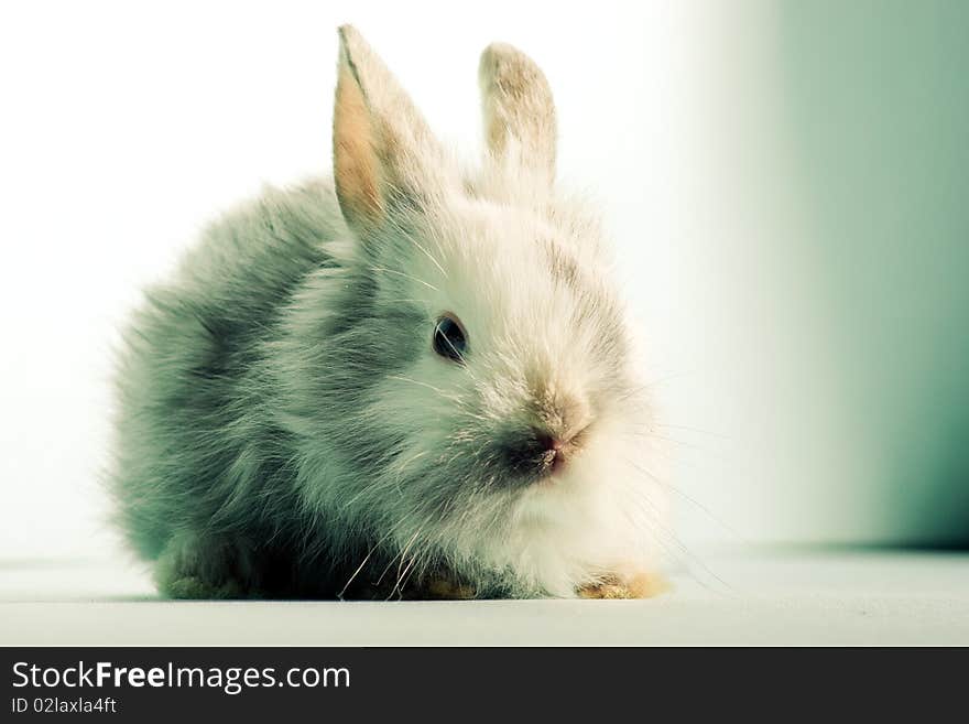 Funny white rabbit, studio shot