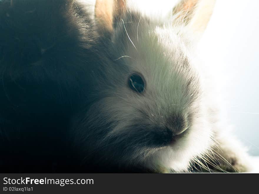 Two bunnies, white and black