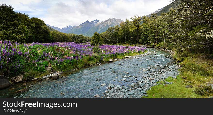 Flowering Lupins