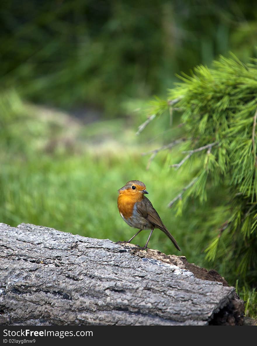 Robin (Erithacus rubecula)