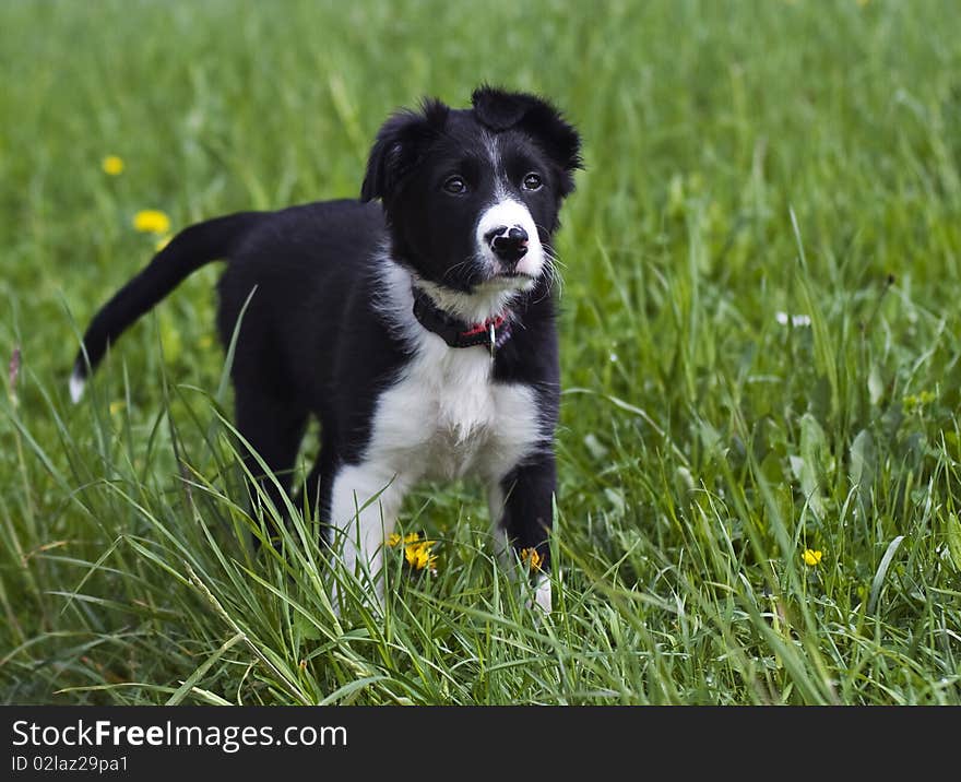 Border collie puppy close up shoot