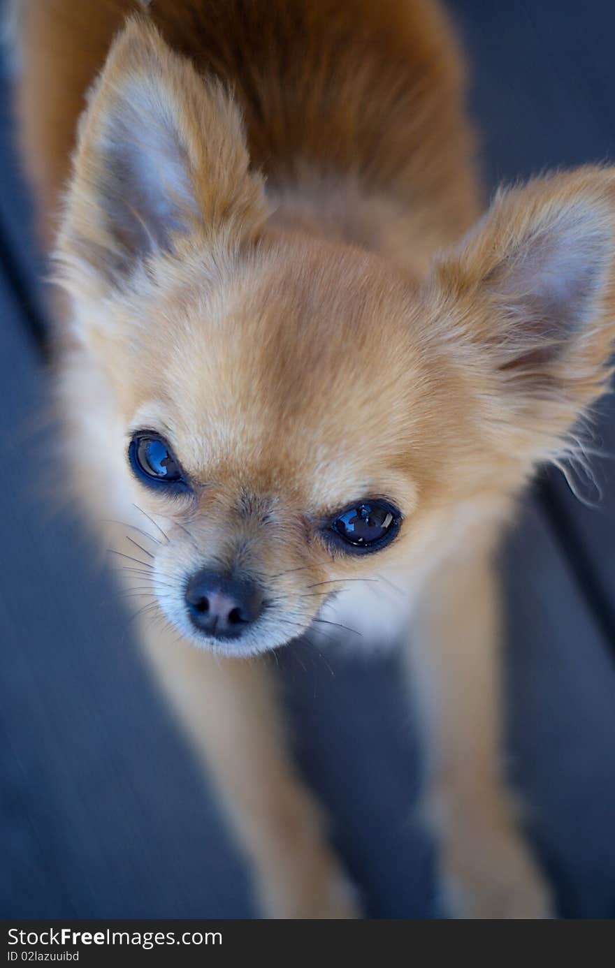 Chihuahua staring up into the camera