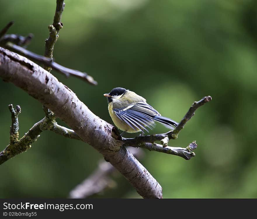 Great Tit (Parus major)