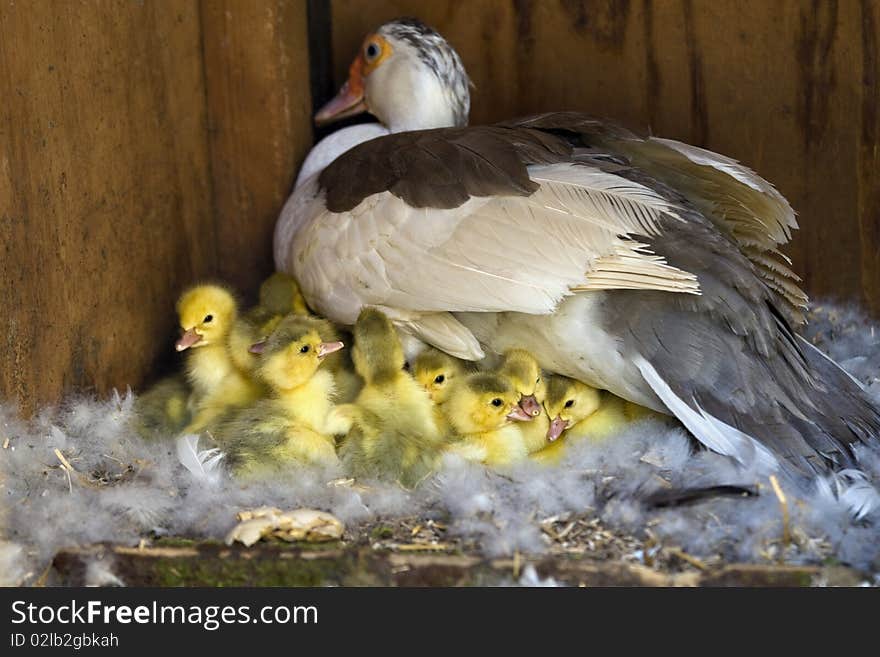 A Muscovy Duck On A Nest With Her Newly Hatched Ducklings. A Muscovy Duck On A Nest With Her Newly Hatched Ducklings