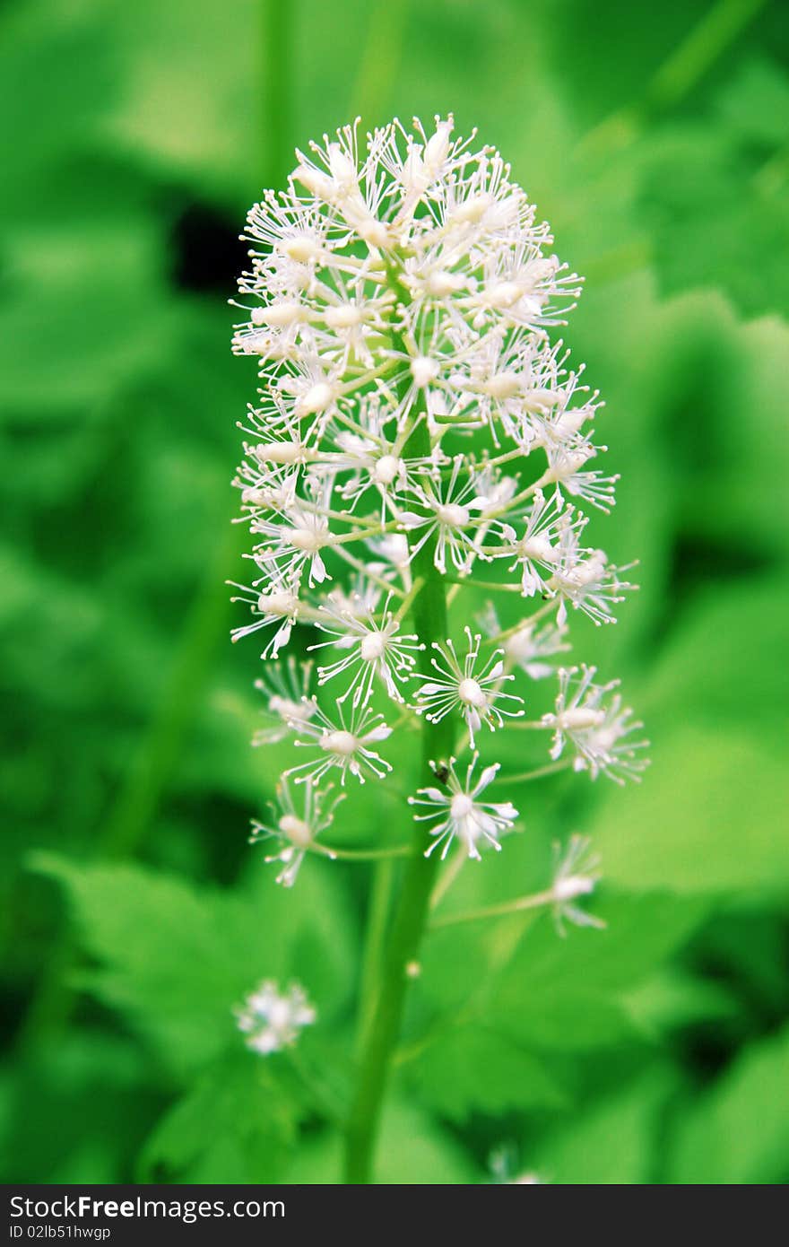 White flower on a green background