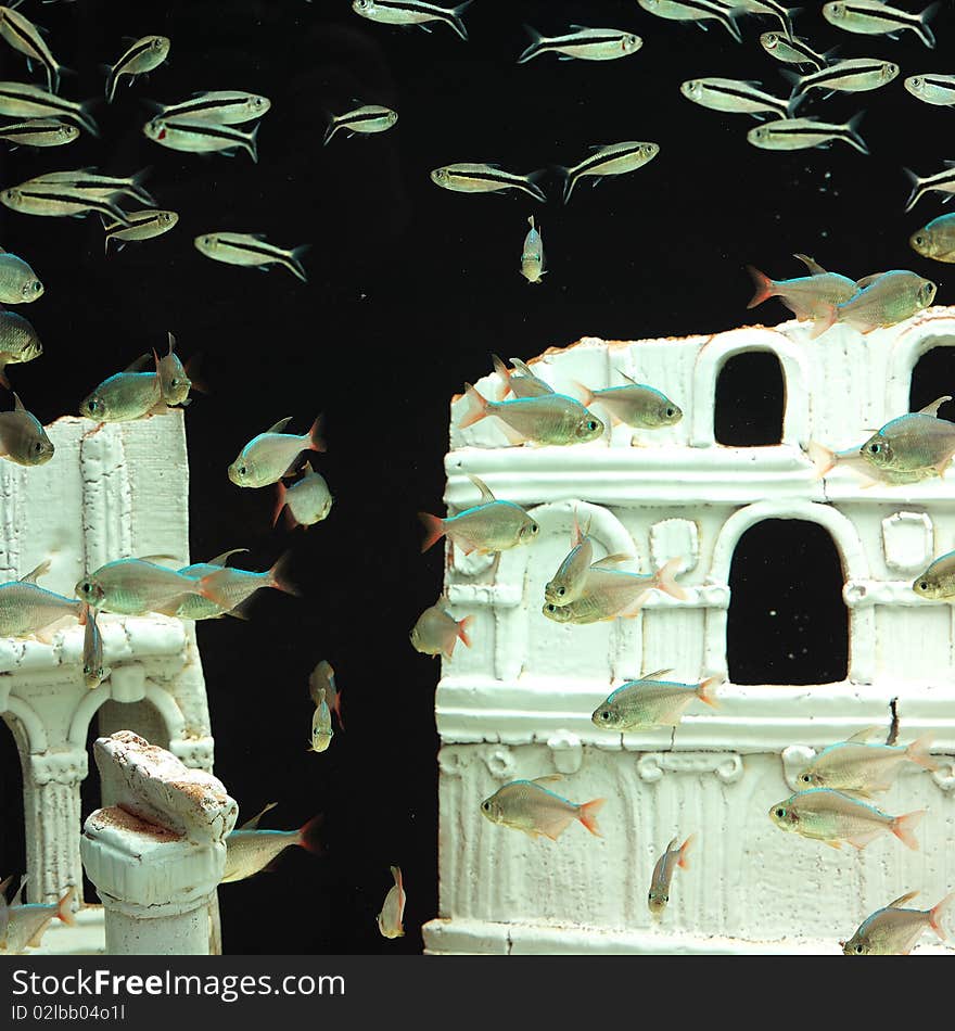 Fishes in aquarium with little castle