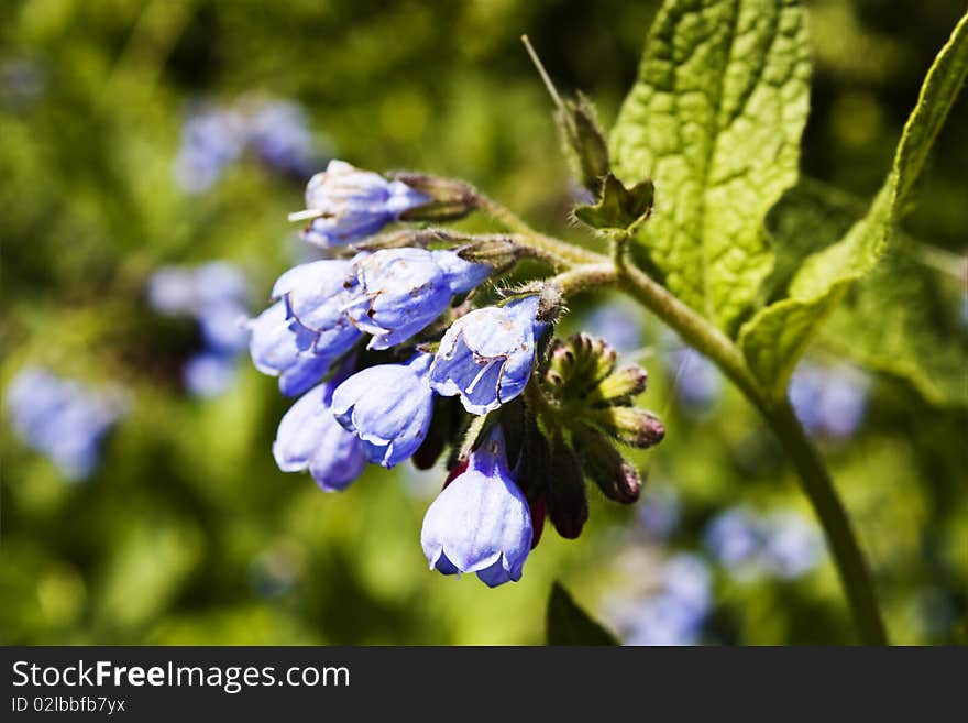 Field flowers