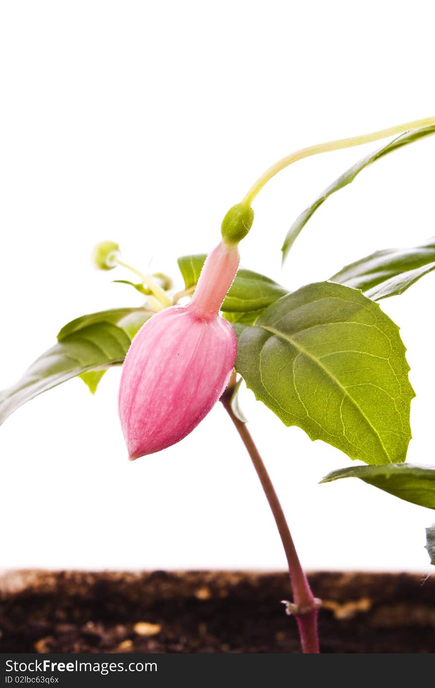 Fuchsia flower with green leaves isolated on white