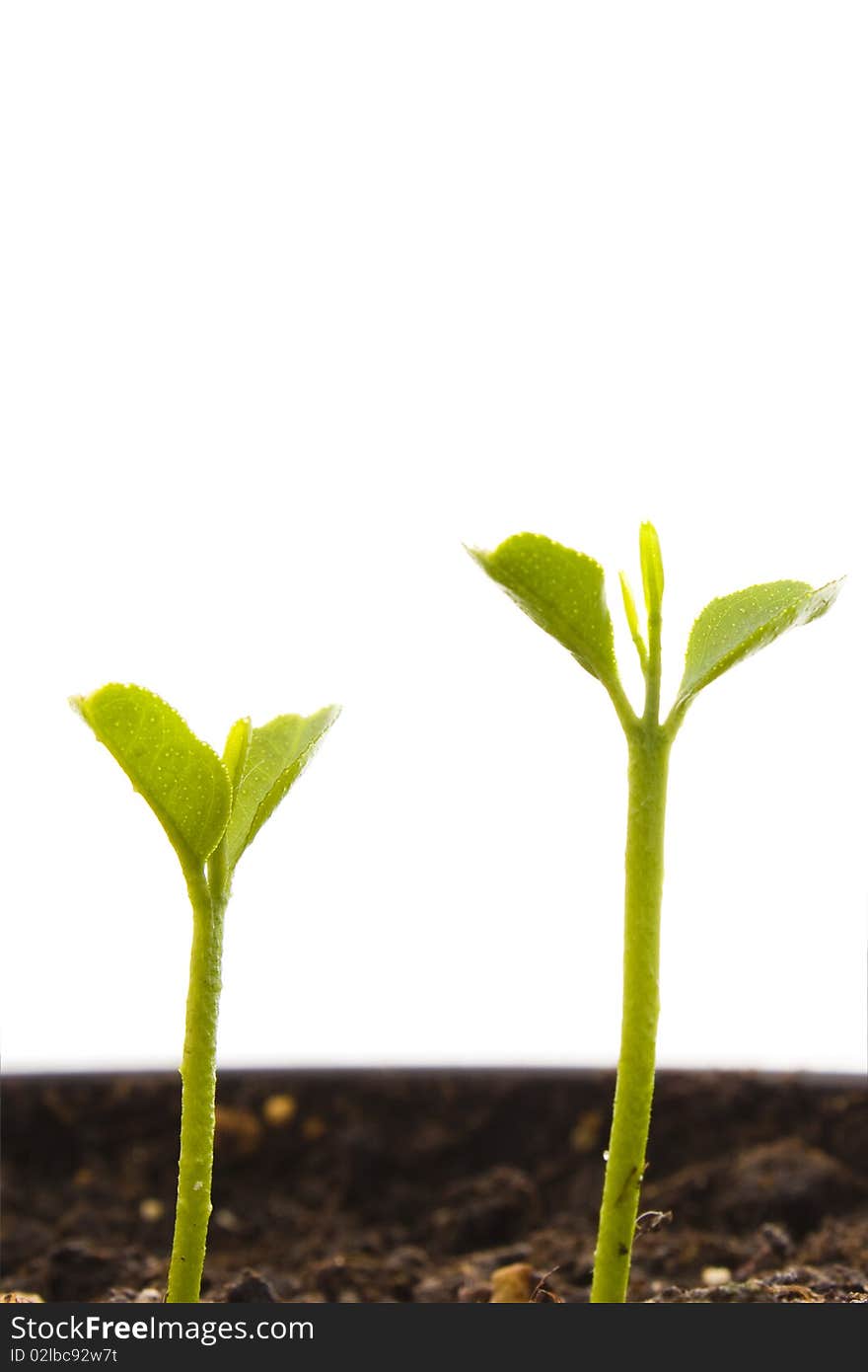 Young plant isolated on white