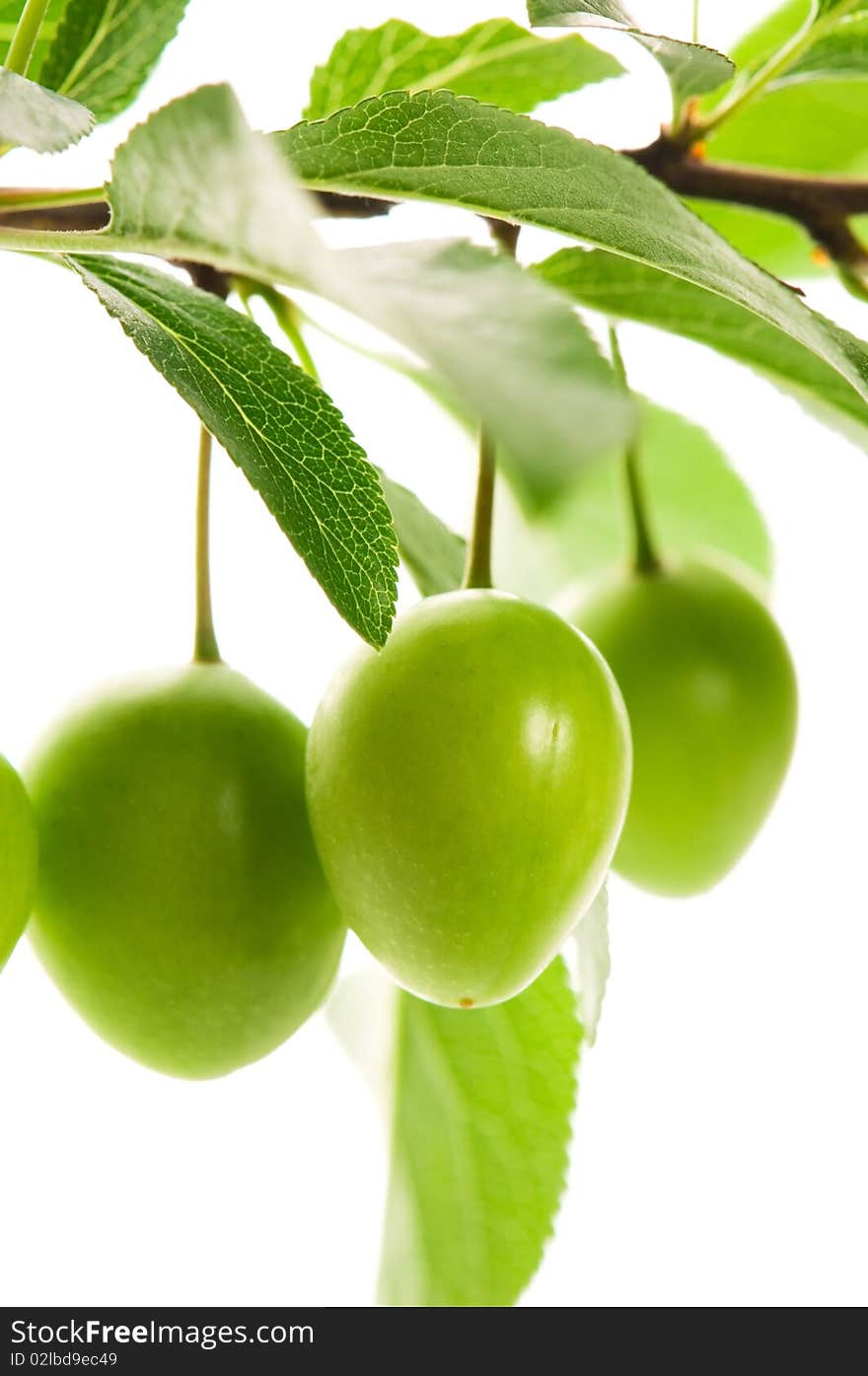 Growing Green Fruits Isolated On The White