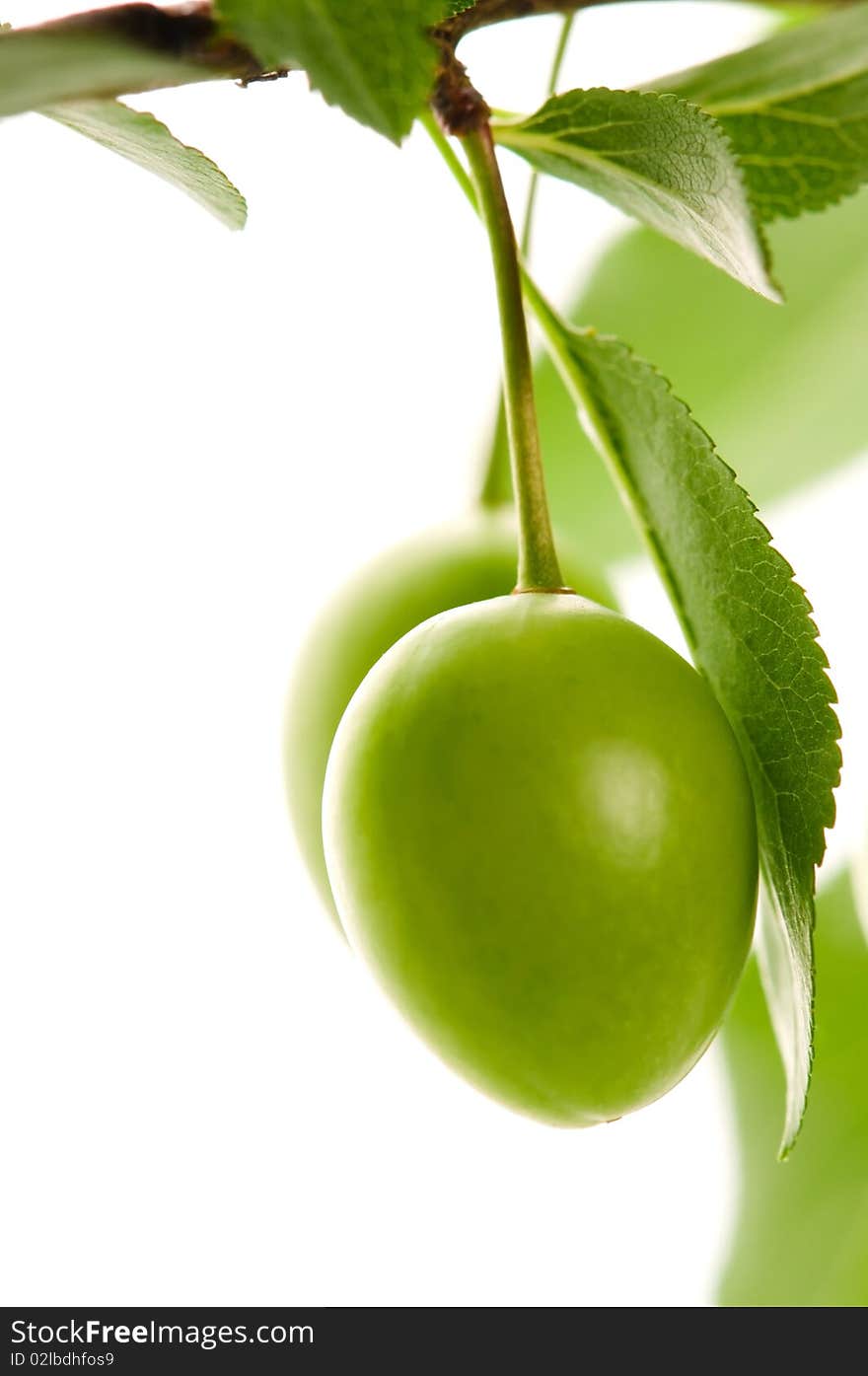 Growing green fruits isolated on the white