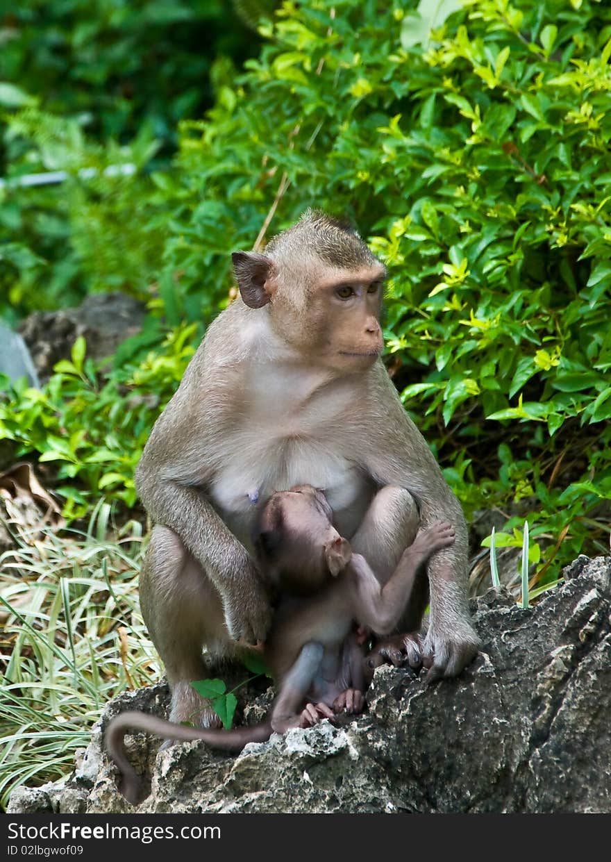 The Mom monkey with baby monkey