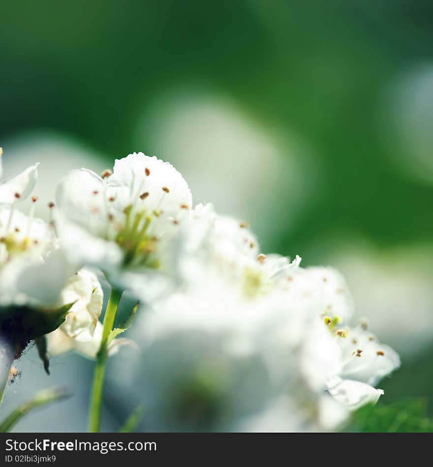 Apple-tree flowers