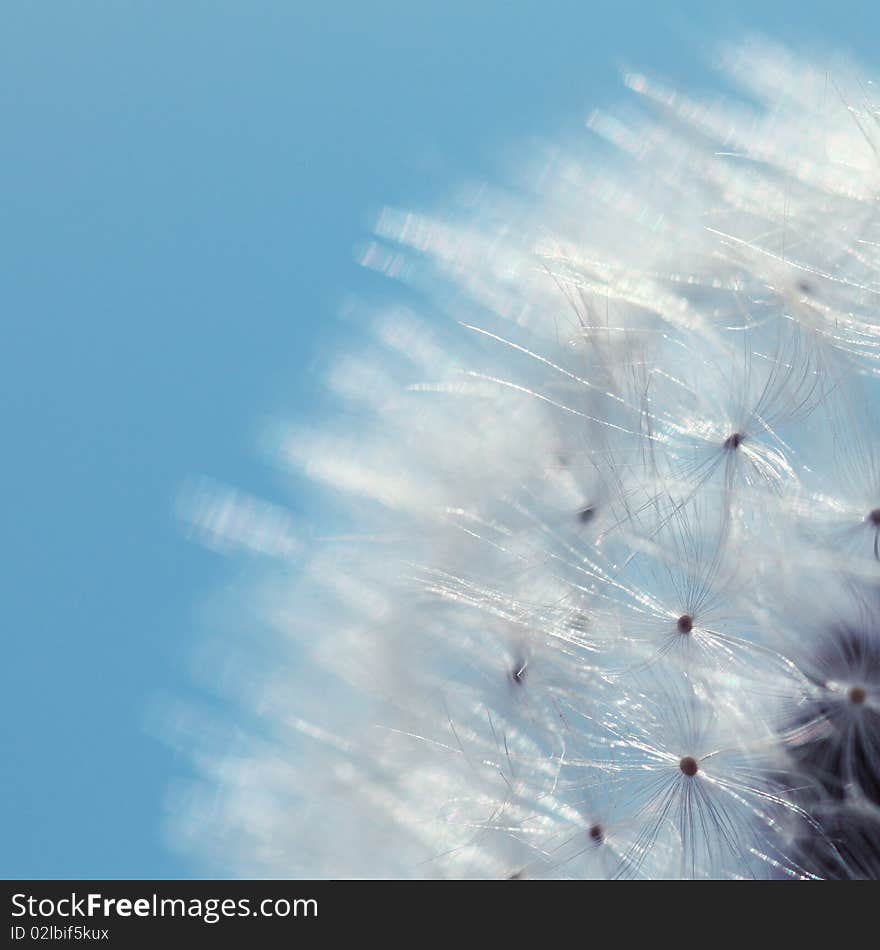 White bald dandelion, close up