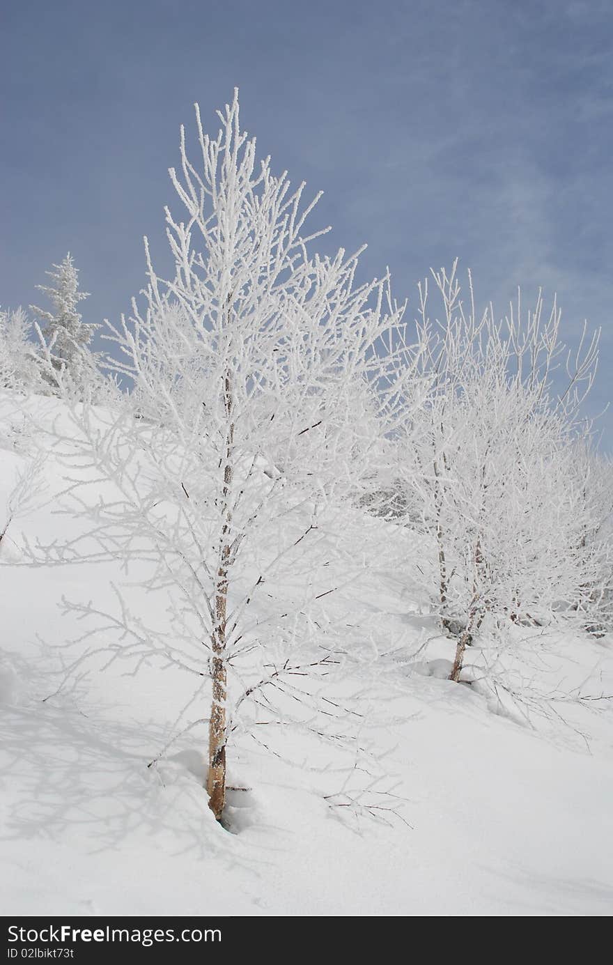 White Winter Birches On A Hillside.