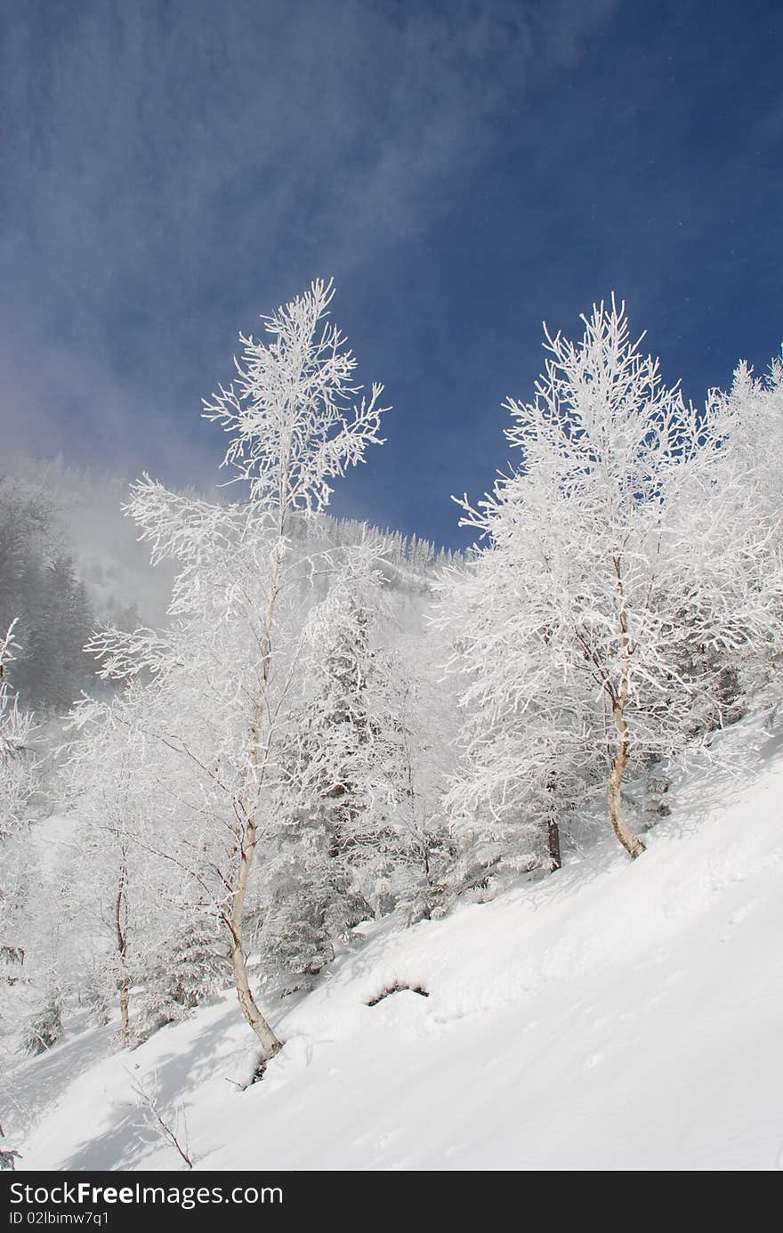 White winter birches on a hillside.