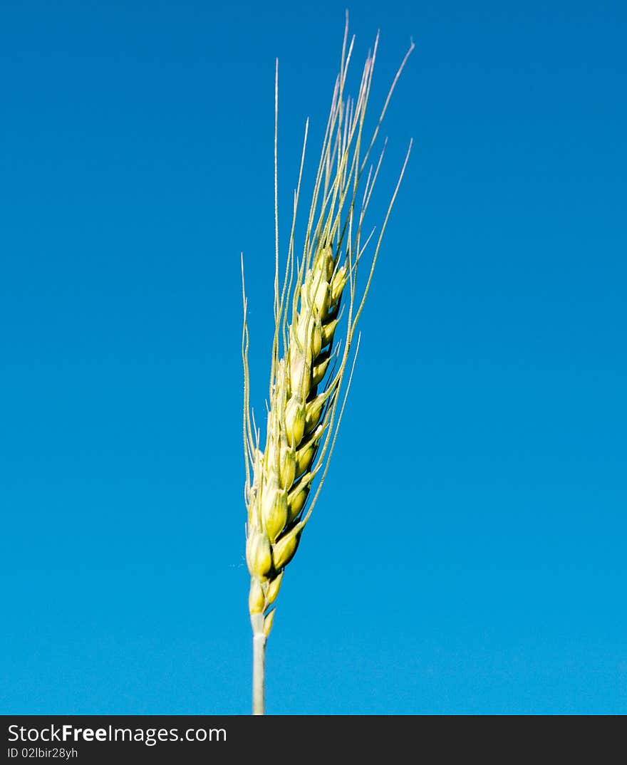 Wheat against the blue sky