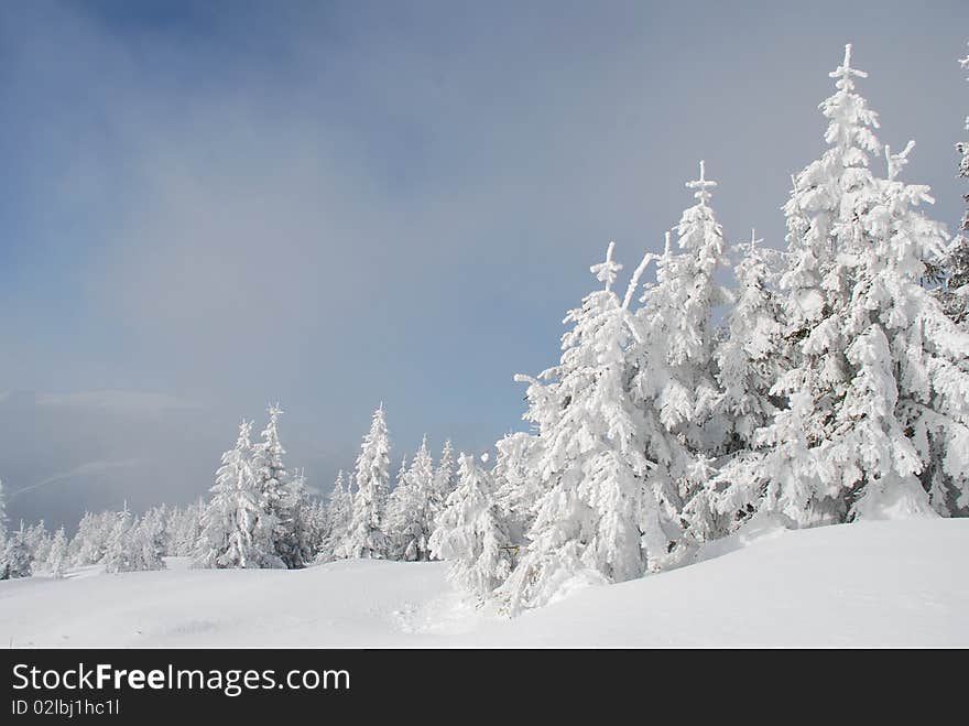 White winter fur-trees on a hillside in a landscape under the dark blue sky.