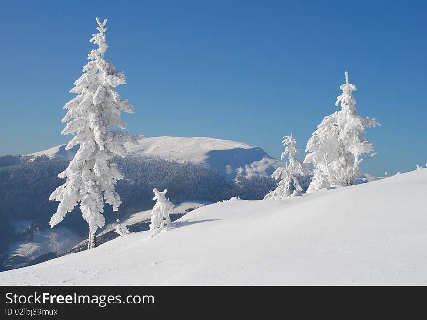 A winter hillside with white fur-trees in a landscape with top and the dark blue sky.