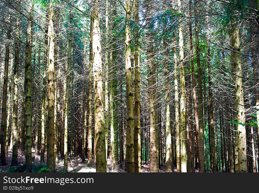 Brush between conifers in Black Forest. Brush between conifers in Black Forest