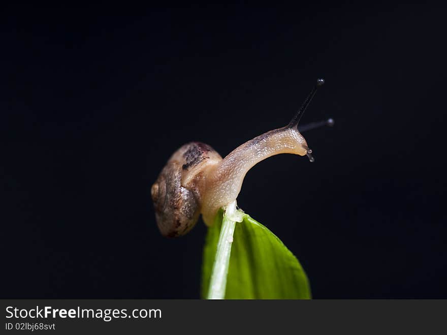 Small snail on black background