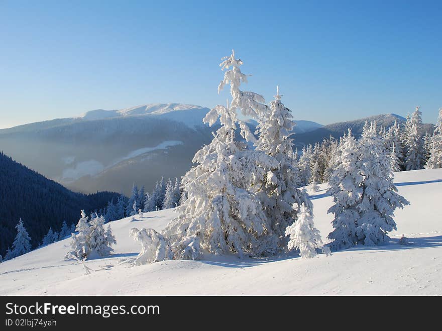 Winter hillside.