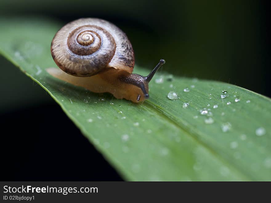 Small snail on black background