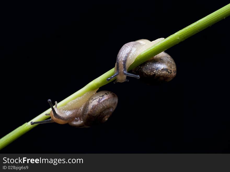 Small snail on black background