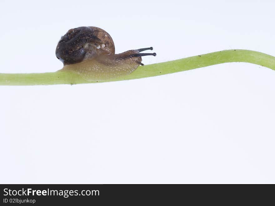 Small snail on black background