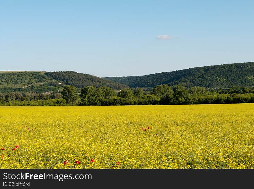 Image yellow field blossoming