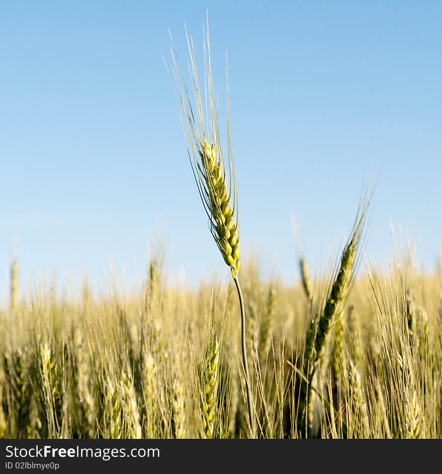 Wheat against the blue sky