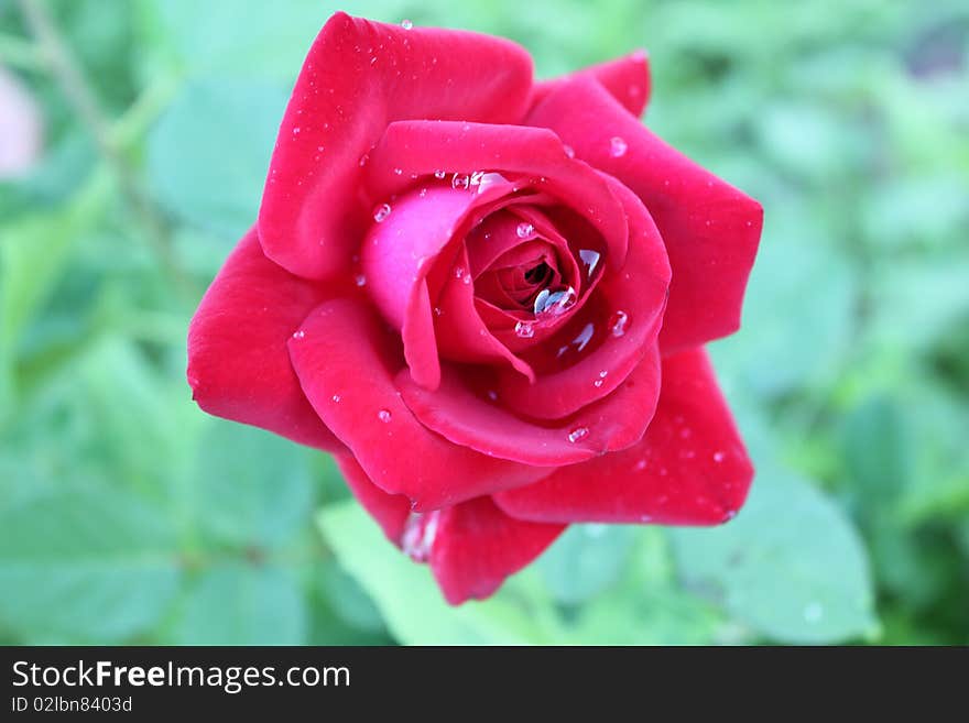 Beautiful isolated natural red flower. Beautiful isolated natural red flower