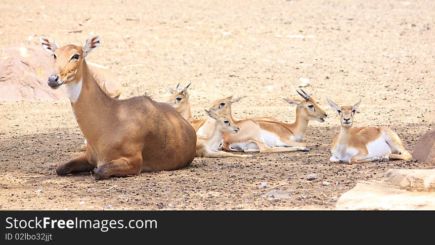 Cute Young Deer And Its Mother