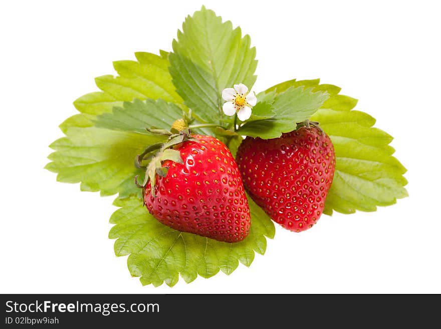 Berries Of The Strawberries